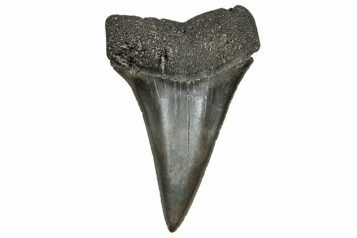 Fossil Broad-Toothed Mako Tooth - South Carolina #328944